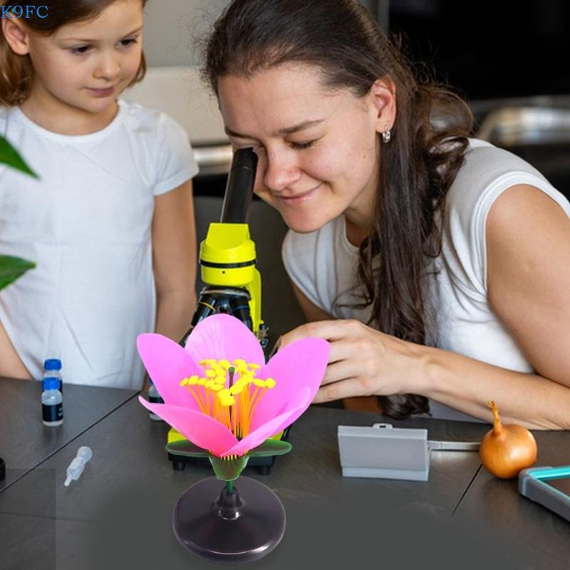 K9FC Realistic Plant Teaching  - огляд і ціна Science Exhibition Models