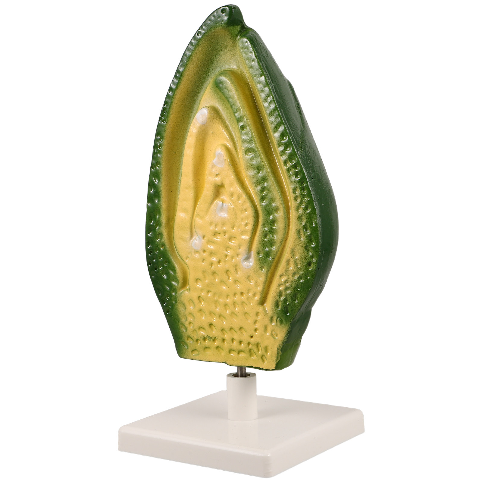 Plant Seed Embryo Detailed Hig - огляд і ціна Science Exhibition Models