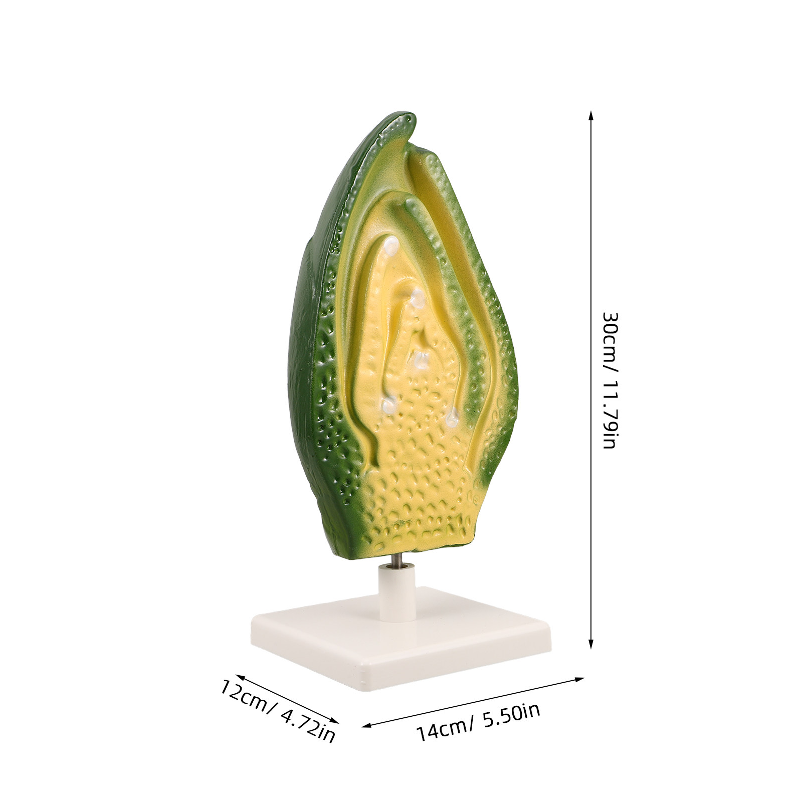 Plant Seed Embryo Detailed Hig - огляд і ціна Science Exhibition Models